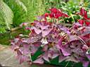 oxalis triangularis.JPG